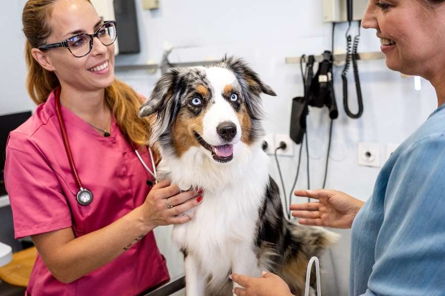 Vétérinaire prodiguant des soins vétérinaires préventifs à un berger australien en présence de sa propriétaire