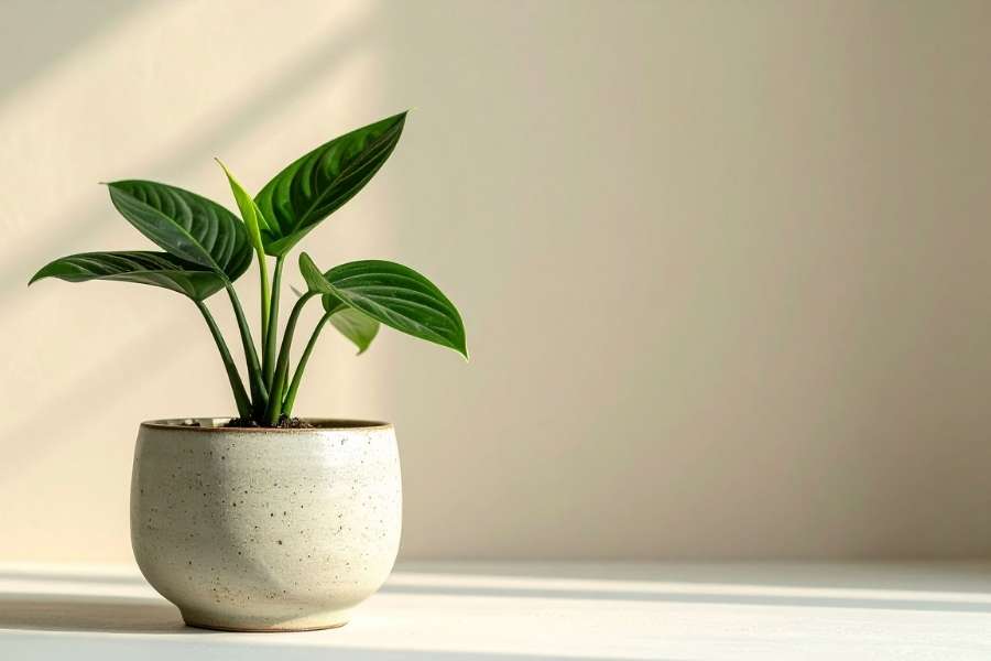 Une étagère en bois suspendue accueillant une variété de plantes d'intérieur verdoyantes.